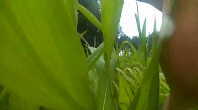 Outdoor Masturbation in Cornfield & Woods
