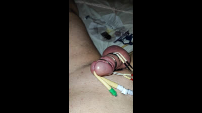 Den Schwanz mit Katheter und Reizstrom gequält